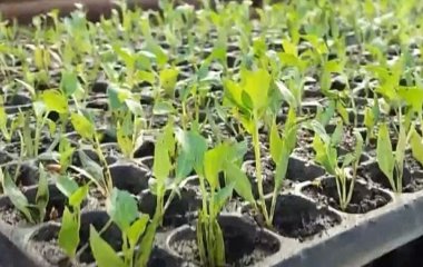 Коли висаджувати перець, баклажани на розсаду: розповідаємо, як розрахувати