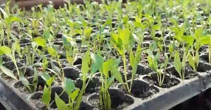 Коли висаджувати перець, баклажани на розсаду: розповідаємо, як розрахувати