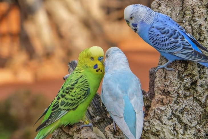 Никакой личной жизни: Сеть покорил ревнивый попугайчик (ВИДЕО)