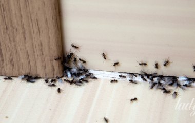 Якщо в домі з’явилися мурахи: що говорять експерти та народні прикмети