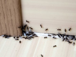 Якщо в домі з’явилися мурахи: що говорять експерти та народні прикмети