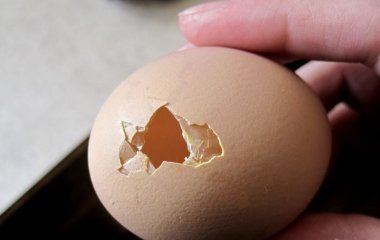 Кури несуть яйця та їдять їх: лайфхак, який допоможе запобігти цьому