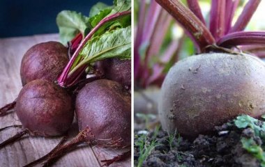 Чтобы не начала быстро гнить: когда и как выкапывать свеклу