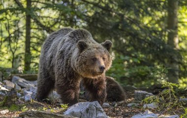 Новый хит: медведь заставил тигра покинуть поле боя (ВИДЕО)