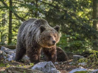 Новый хит: медведь заставил тигра покинуть поле боя (ВИДЕО)