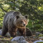 Новый хит: медведь заставил тигра покинуть поле боя (ВИДЕО)
