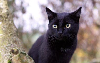 Кот, любящий хурму, прославился в Сети