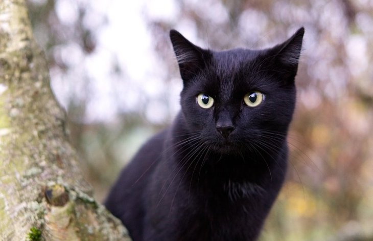 Кот, любящий хурму, прославился в Сети