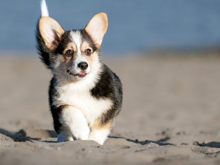 Забавная реакция щенка на драматический сон (ВИДЕО)