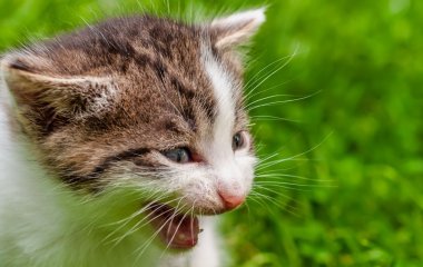 Коты повеселили сеть фигурным катанием на замерзшем бассейне