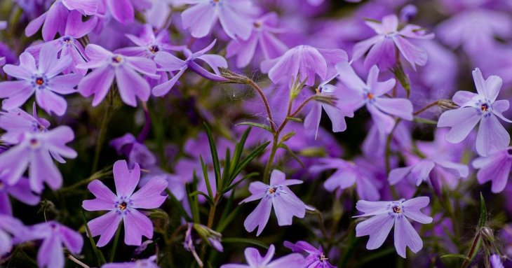 Садівники назвали найкращий швидкорослий ґрунтопокрив для саду: невибаглива рослина, яка потребує мінімального догляду