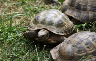 Ни шагу без любимчика: британец ходит в бар с черепахой