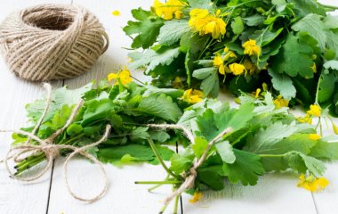 Чистотіл: користь, шкода та способи застосування