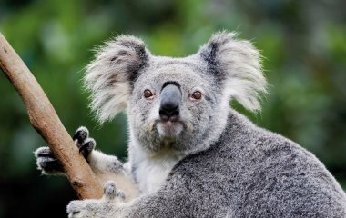 Коала насмішила незвичайними звуками (ВІДЕО)