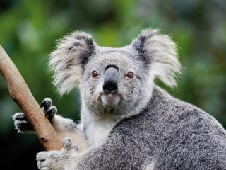 Коала насмешила необычными звуками (ВИДЕО)