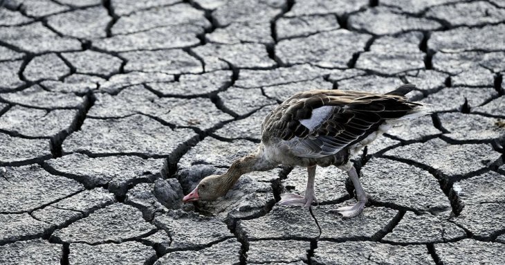 Європі загрожують сильні посухи: чому зимових запасів води вже не вистачає, розповіли вчені