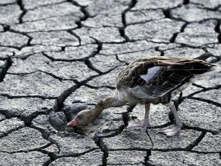 Європі загрожують сильні посухи: чому зимових запасів води вже не вистачає, розповіли вчені