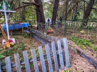 Дерева з обхватом стовбура понад 5 метрів: які шокувальні знахідки знайшли вчені у Чорнобилі