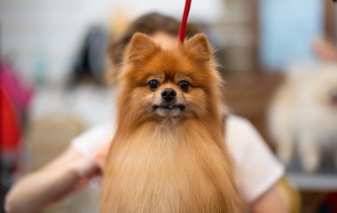 Щоб підбадьорити собаку, що нудьгує, сімейство скористалося камерою відеоспостереження (ВІДЕО)