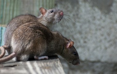 Кошка подружилась с крысой и ухаживает за ней, как за своим котёнком