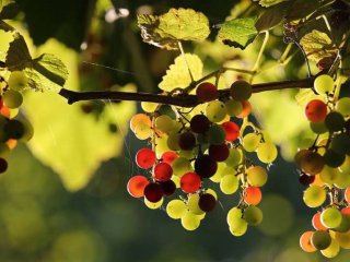 Чем полезно и вредно для организма регулярное употребление винограда
