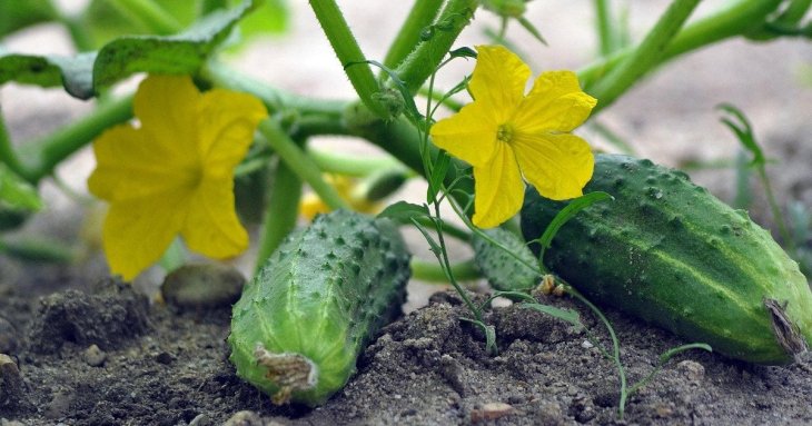 Огірки зійдуть за лічені дні: як садити, що класти в лунки, щоб рясно цвіли й не скидали зав’язі