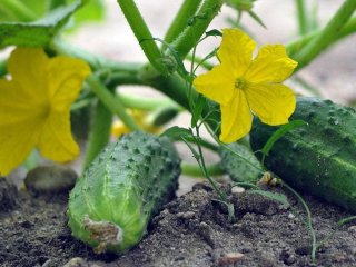 Огірки зійдуть за лічені дні: як садити, що класти в лунки, щоб рясно цвіли й не скидали зав’язі