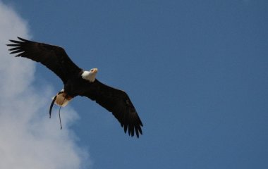 Ці птахи будують найбільші у світі гнізда: який вигляд має