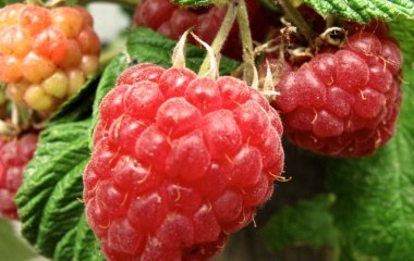 Яку малину в жодному разі не можна купувати