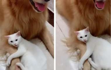 Сети насмешил кот, приревновавший собаку к человеку (ВИДЕО)