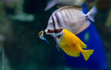 Что нужно знать перед покупкой морских аквариумных рыбок