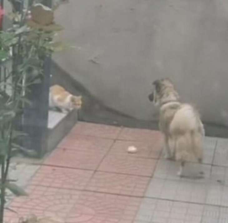 Сторожевой пес поделился с бездомным котом едой и покорил Сеть (ФОТО)