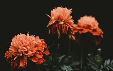 День ангела 27 вересня: кого та як вітати з іменинами