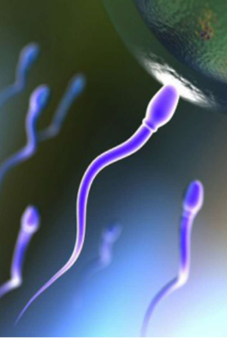 Интеллект определяет качество спермы