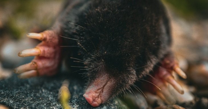 Як позбутися кротів, мишей та щурів на городі без хімії: прості способи, які змушують їх піти