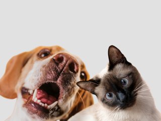 Сети насмешила жалкая попытка собаки согнать кота со своей лежанки (ВИДЕО)