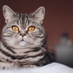 Сети насмешил кот, живущий в дупле дерева (видео)