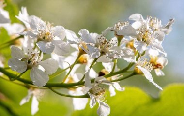 Дієтолог перерахував корисні властивості черемхи