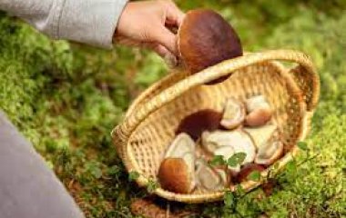 Експерт розповів, які гриби краще збирати у серпні.