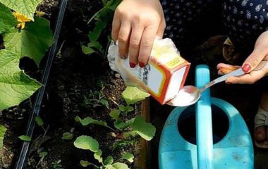 Як за допомогою соди отримати гарний урожай огірків: чому вона потрібна рослині