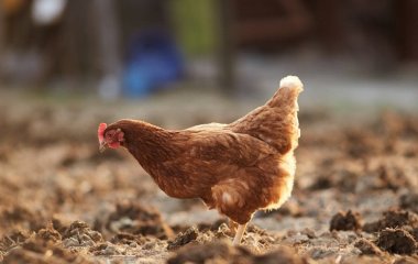 Як підвищити несучість курей взимку всього однією теплою добавкою до основного корму