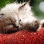 Кошка расслабилась на качелях и стала звездой Сетей (ВИДЕО)