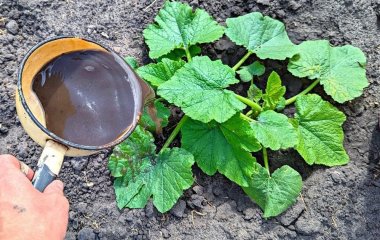 Чим підживити кабачки у червні для рясного плодоношення