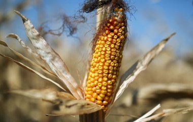 Лікар назвав несподівану корисну властивість кукурудзи