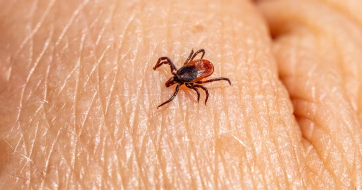 Сезон кліщів в Україні: як захиститися та що робити у разі укусу