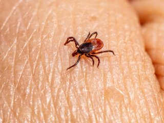 Сезон кліщів в Україні: як захиститися та що робити у разі укусу