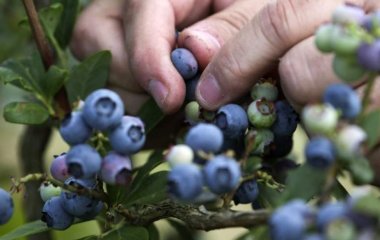 Дієтолог назвала найкращий продукт для уповільнення старіння