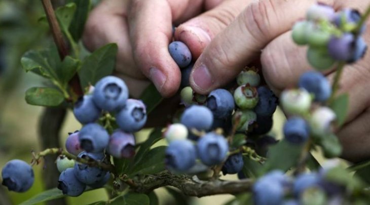 Дієтолог назвала найкращий продукт для уповільнення старіння