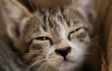 Кіт торкається вас лапою не просто так: що він намагається цим сказати
