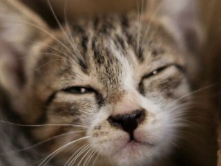 Кіт торкається вас лапою не просто так: що він намагається цим сказати